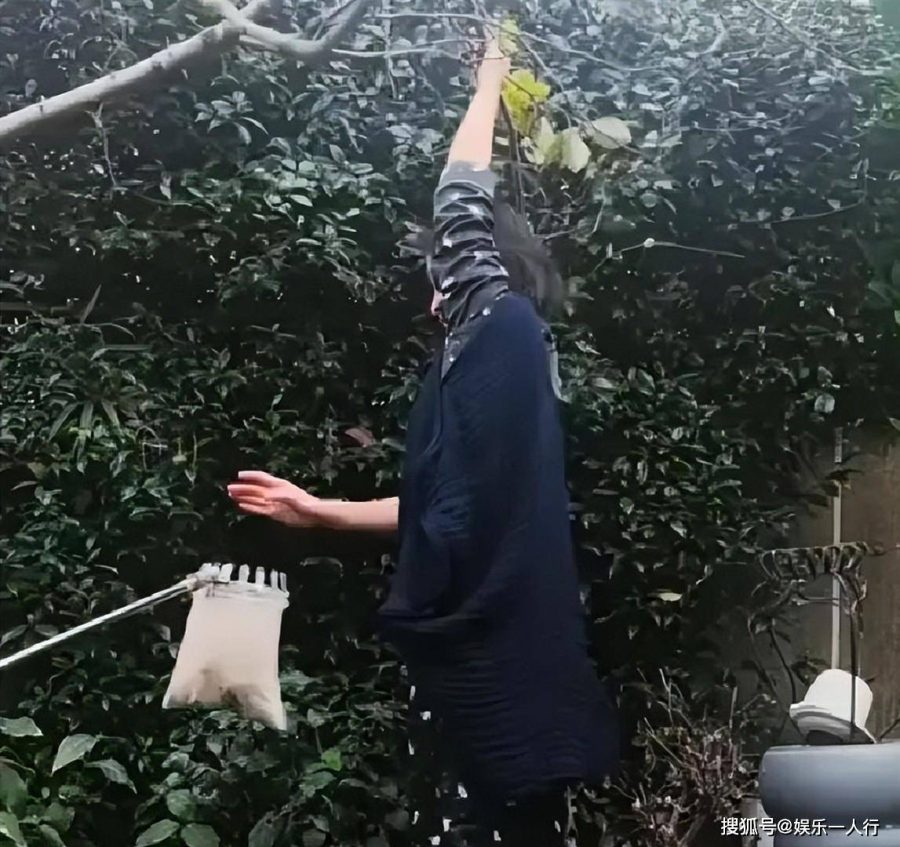 倪妮北京小院摘柿子,穿睡衣拖鞋踩砖头拽树,纯素颜出镜姿势危险