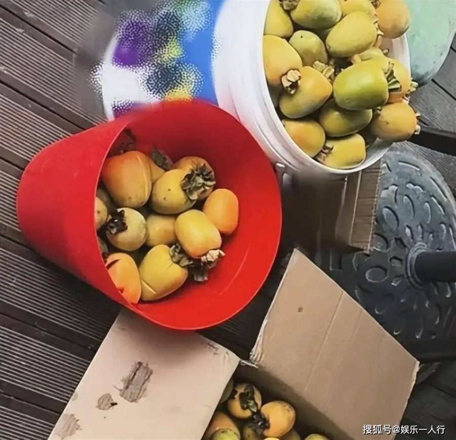 倪妮北京小院摘柿子,穿睡衣拖鞋踩砖头拽树,纯素颜出镜姿势危险